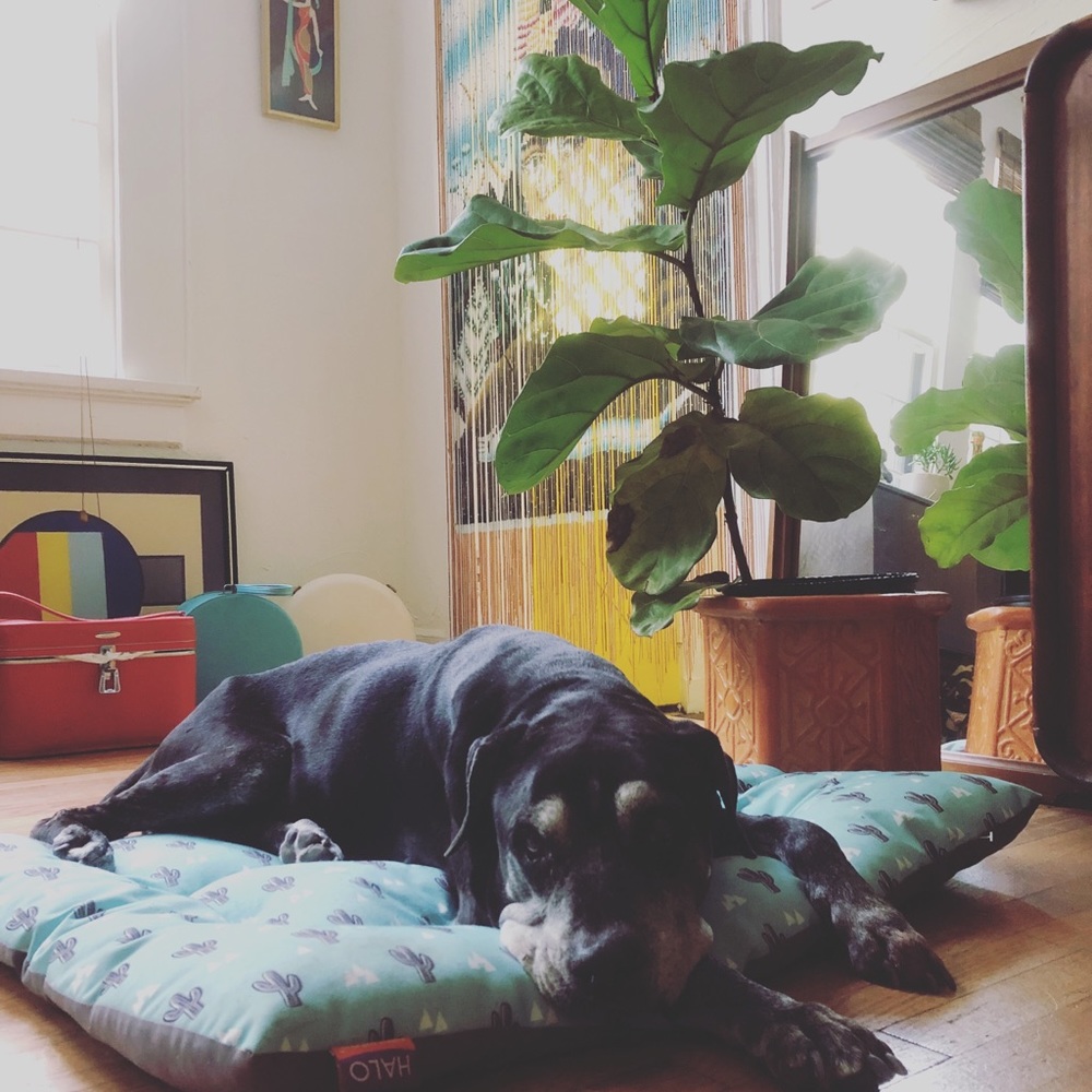 Meet your Posher, Bocephus